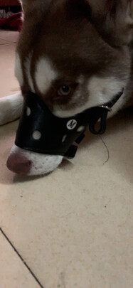狗狗嘴套