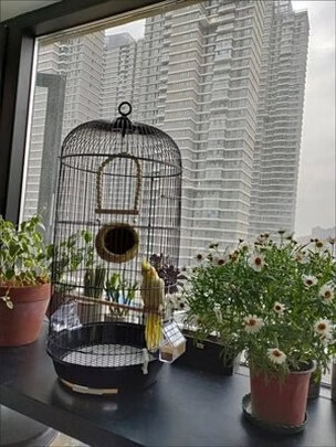鸟笼