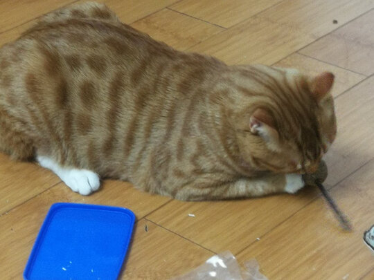 猫零食