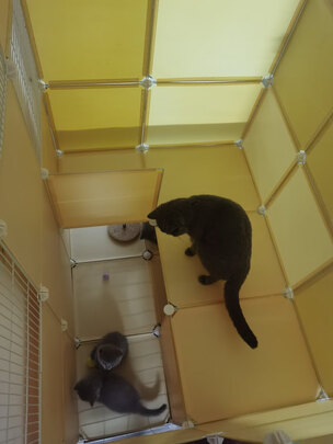  猫笼
