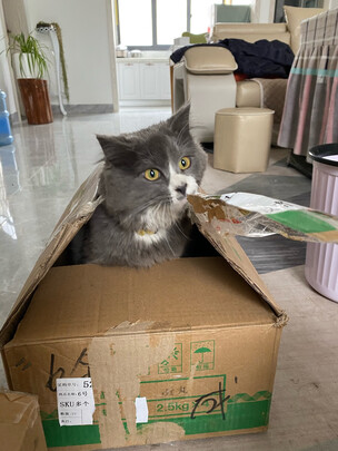 猫冻干
