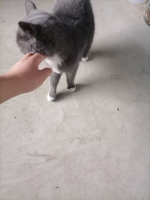 膨润土猫砂