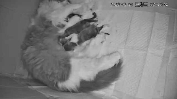 猫粮罐头