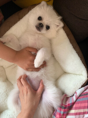 猫窝