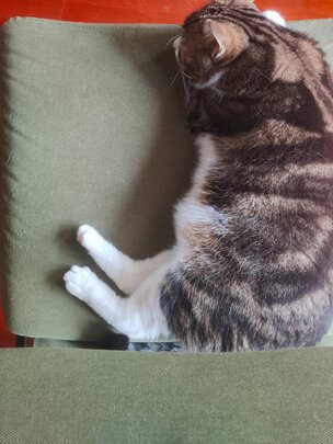 豆腐猫砂