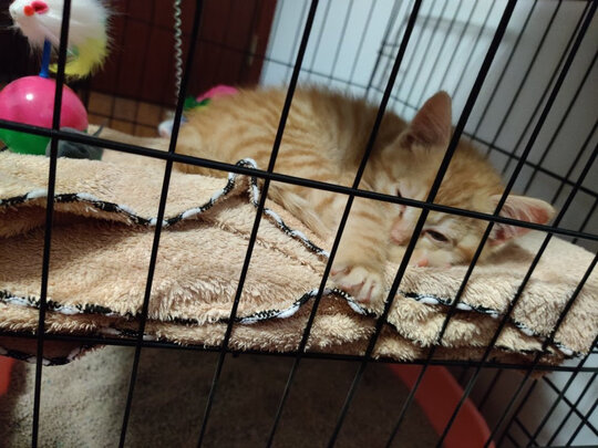  猫笼