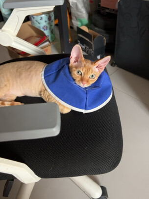 猫项圈