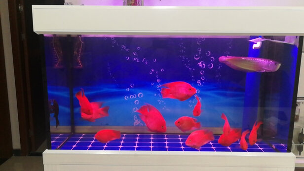 鱼缸潜水泵