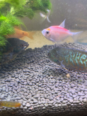 水草种子