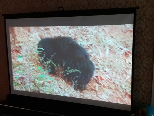 得力50445投影仪幕布投影幕布|得力50445投影仪幕布投影幕布到底怎么样，参数如何！