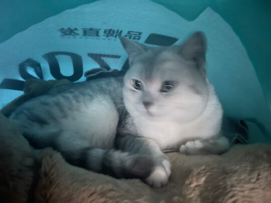 膨润土猫砂