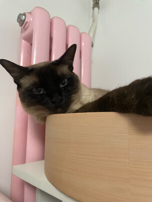 猫窝