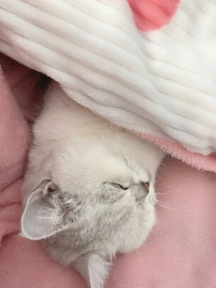 猫狗梳子