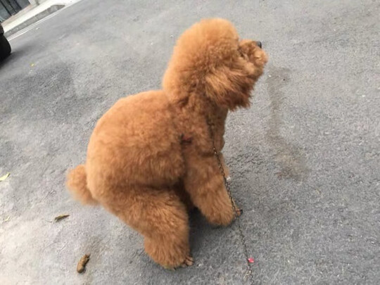 狗粮