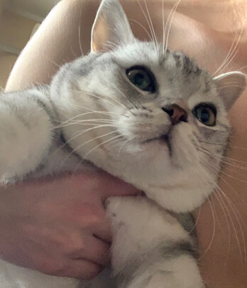 猫粮