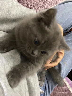 猫罐头
