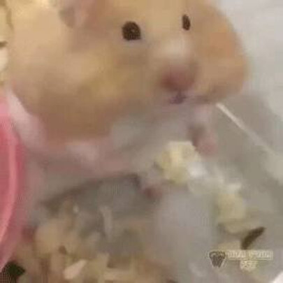 仓鼠零食
