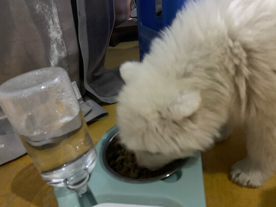 猫碗狗碗