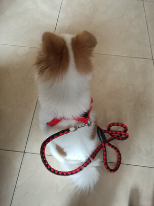 狗狗牵引绳