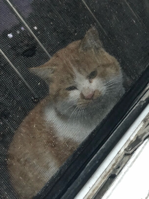 猫粮