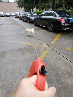 狗绳