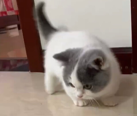 宠物烘干箱