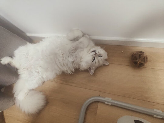 猫罐头