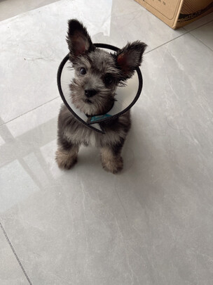 猫项圈