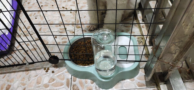 猫碗狗碗
