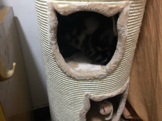 猫爬架