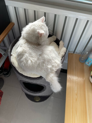 猫爬架