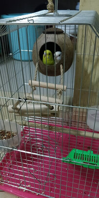 鸟笼