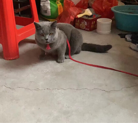 猫项圈