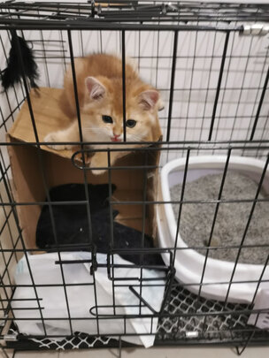  狗笼