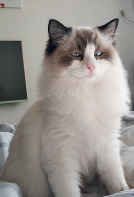 猫零食