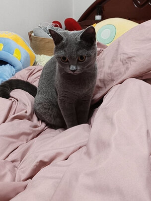 猫罐头