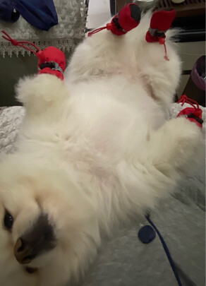 狗狗鞋