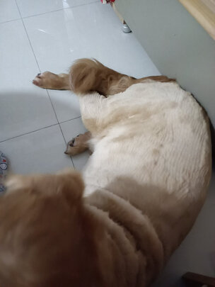  宠物电推剪