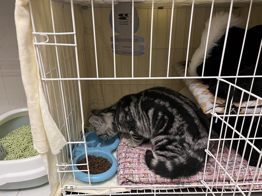  猫笼