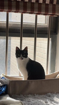 豆腐猫砂
