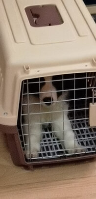 猫包