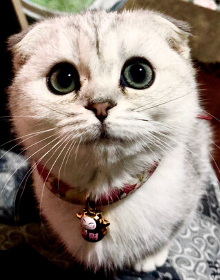 豆腐猫砂