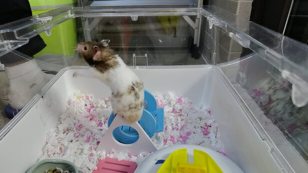 仓鼠木屑