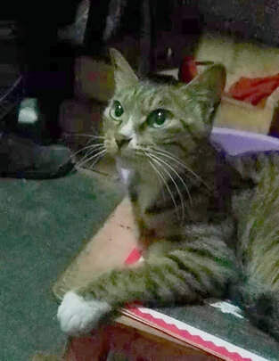 猫条猫零食