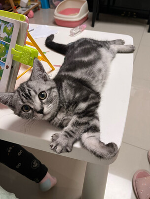 膨润土猫砂