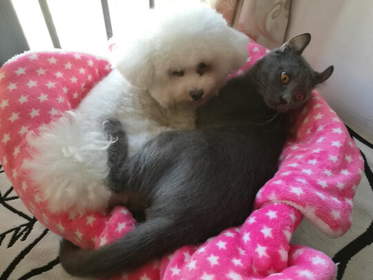 狗狗零食