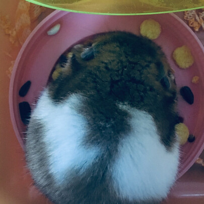 仓鼠粮食
