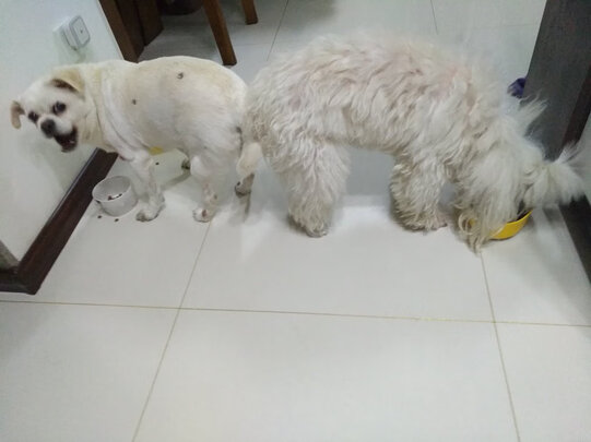 狗狗零食