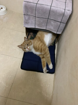 猫窝