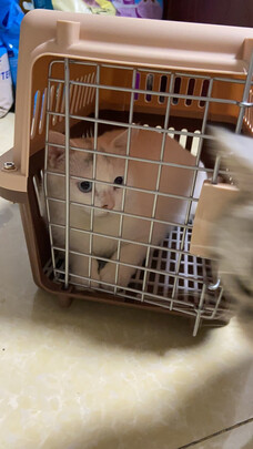 猫包